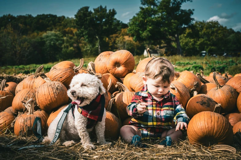 the boy and dog sit on some pumpkins in the field