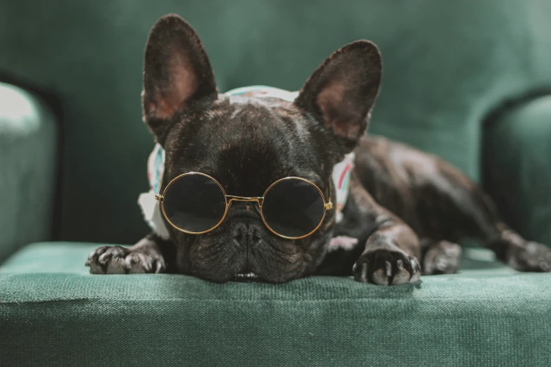 dog wearing sunglasses with sweater and collar laying on couch