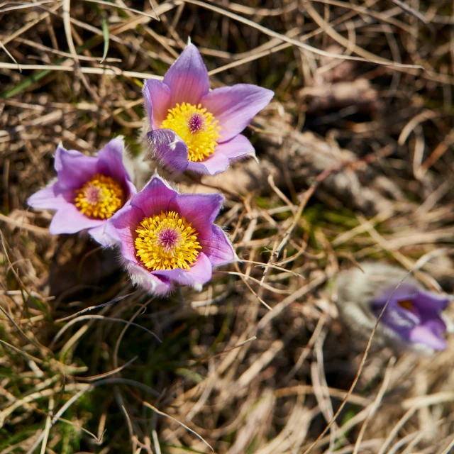 three pink flowers with yellow centers in dry grass