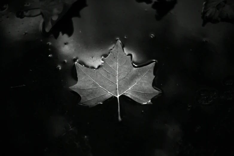a single leaf floating on the water
