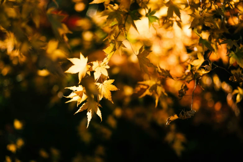 the leaves on this maple tree are yellow and green