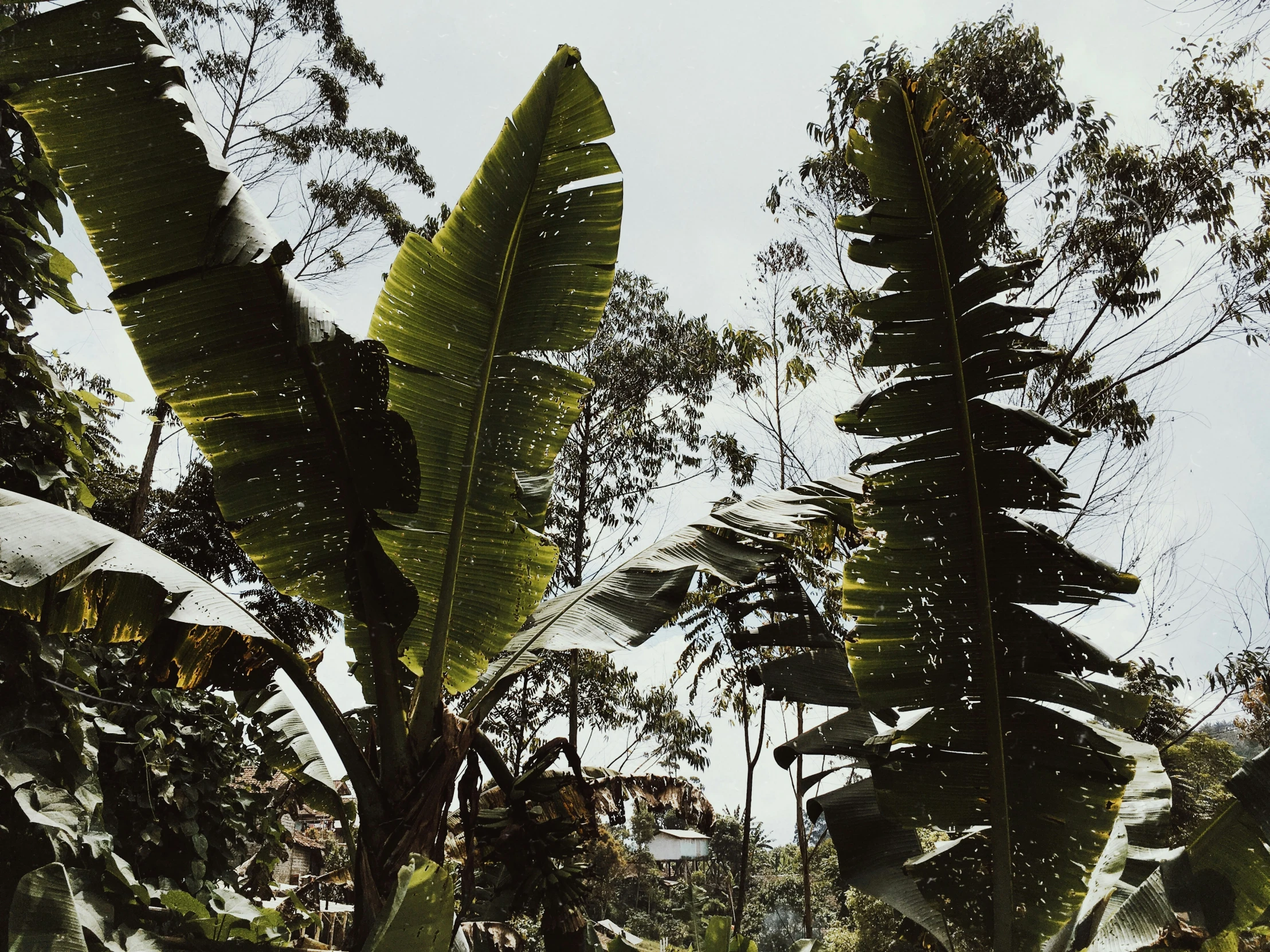 a very big lush green leafy tree in the middle of some bushes