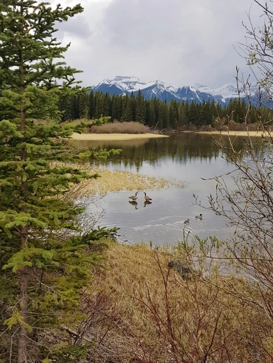 ducks swim in the lake in front of snow capped mountains