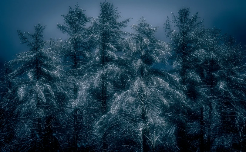 the sky and trees are covered in snow