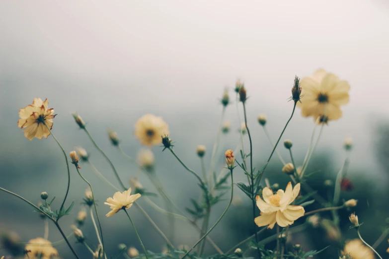 yellow wildflowers in bloom on a rainy day