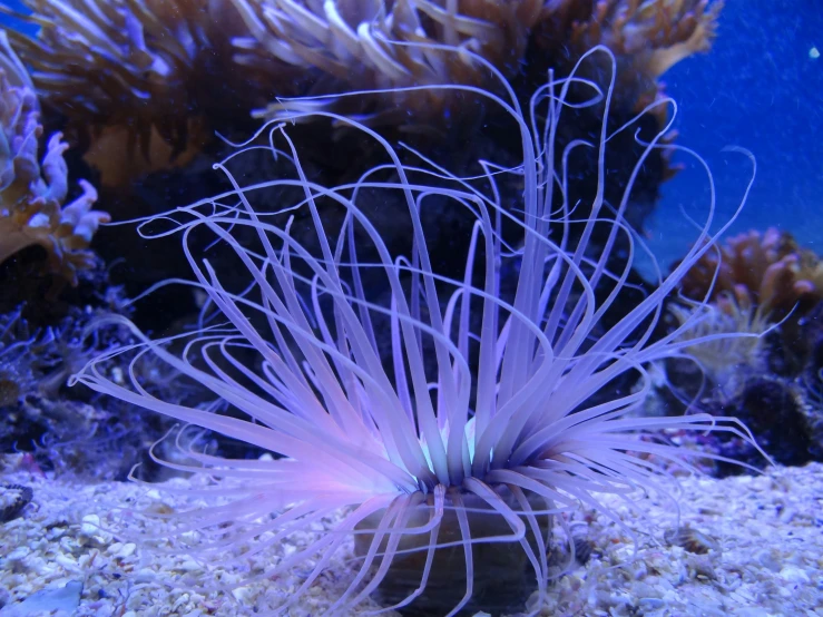 a pink anemone in an aquarium, in blue water