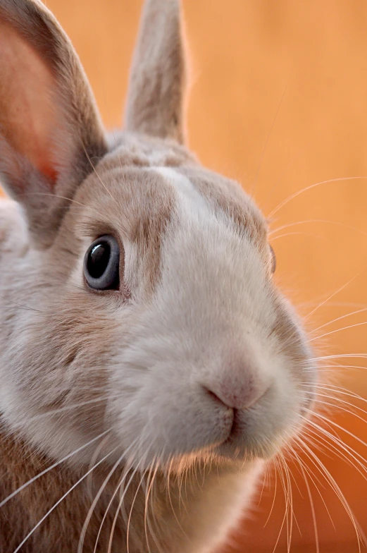 a rabbit is looking directly ahead with eyes wide open