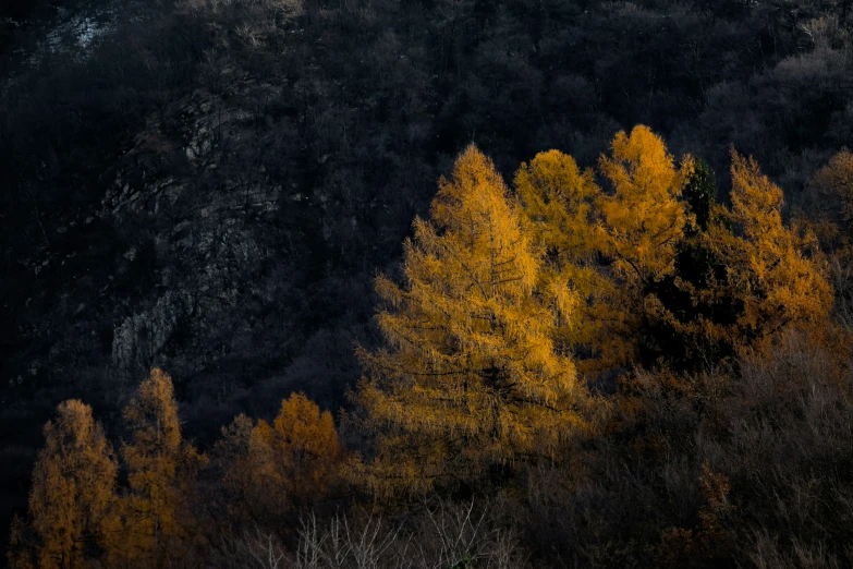 a picture of some trees that are very colorful