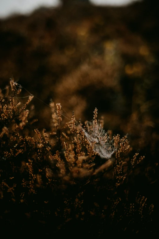 an abstract pograph of the back side of a plant