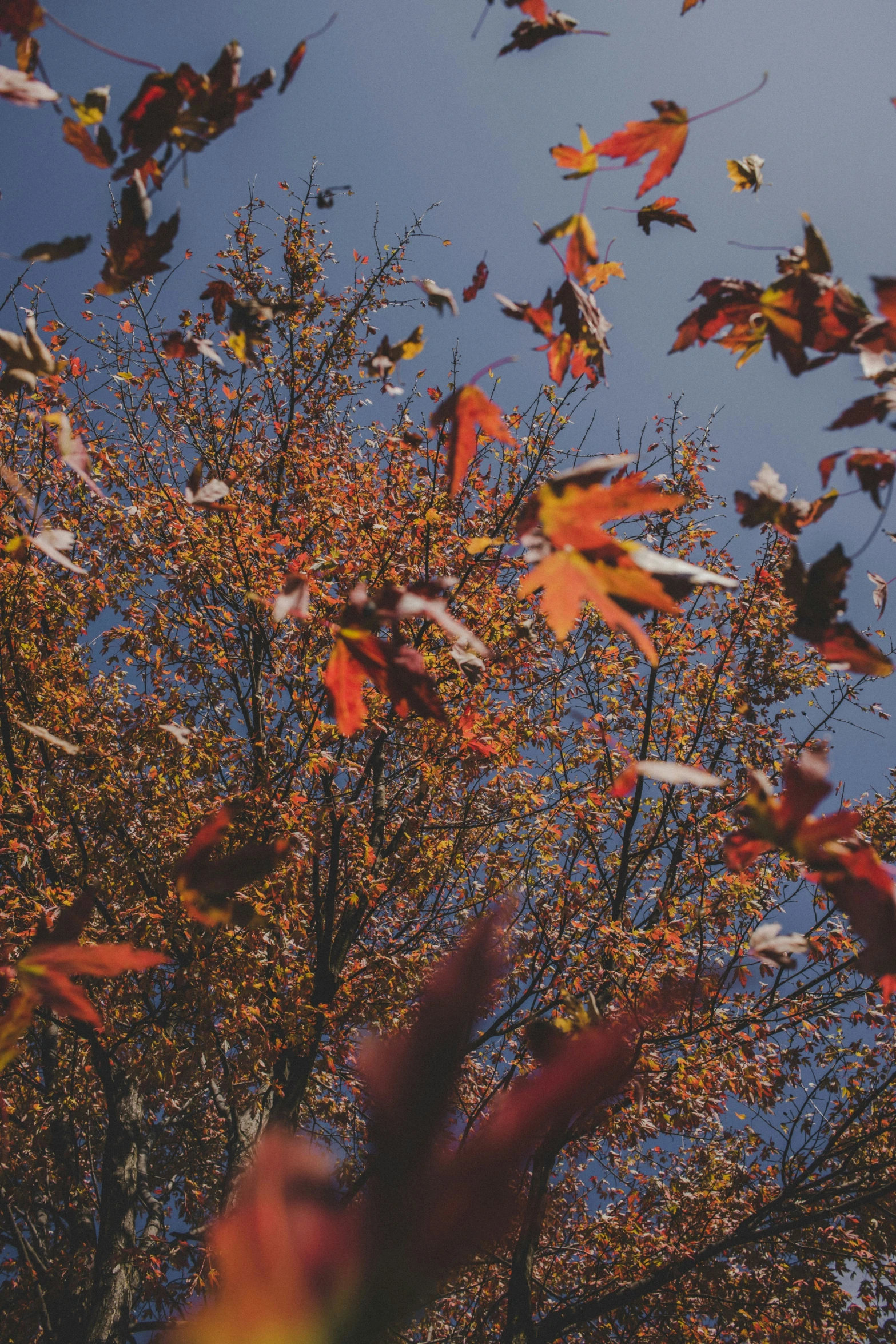 a bunch of leaves on a tree in the air