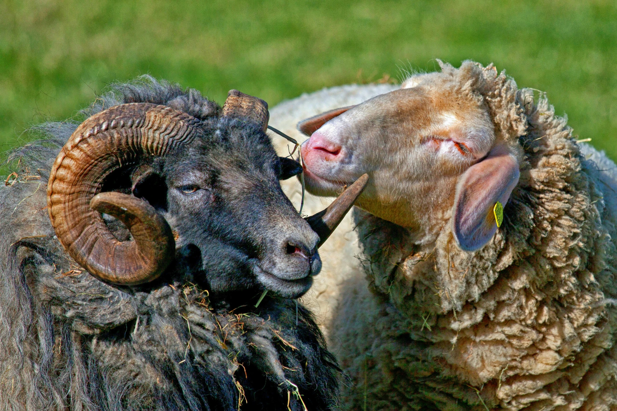 two rams with horns interacting on a grassy field