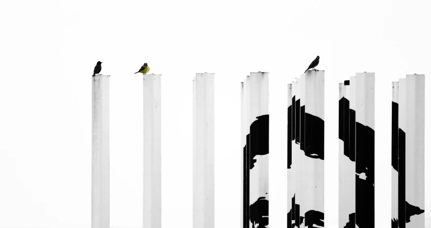 birds are sitting on top of four white poles