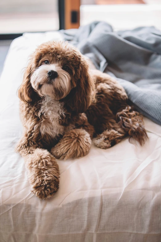 brown and white dog sitting on white bedspread in bedroom