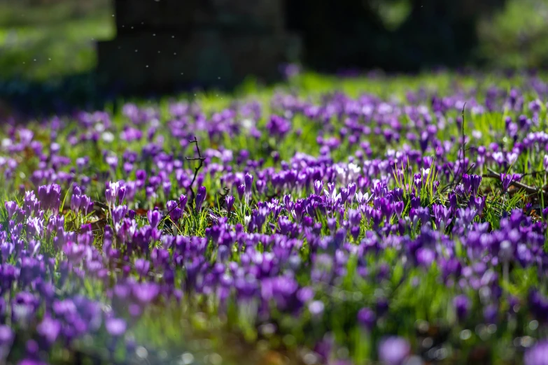 purple crocs grow in the middle of a grassy area