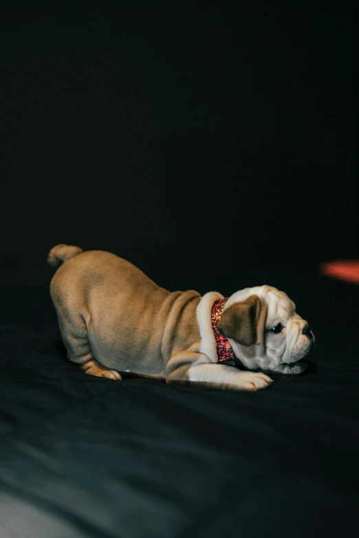 a dog sitting on a bed looking around