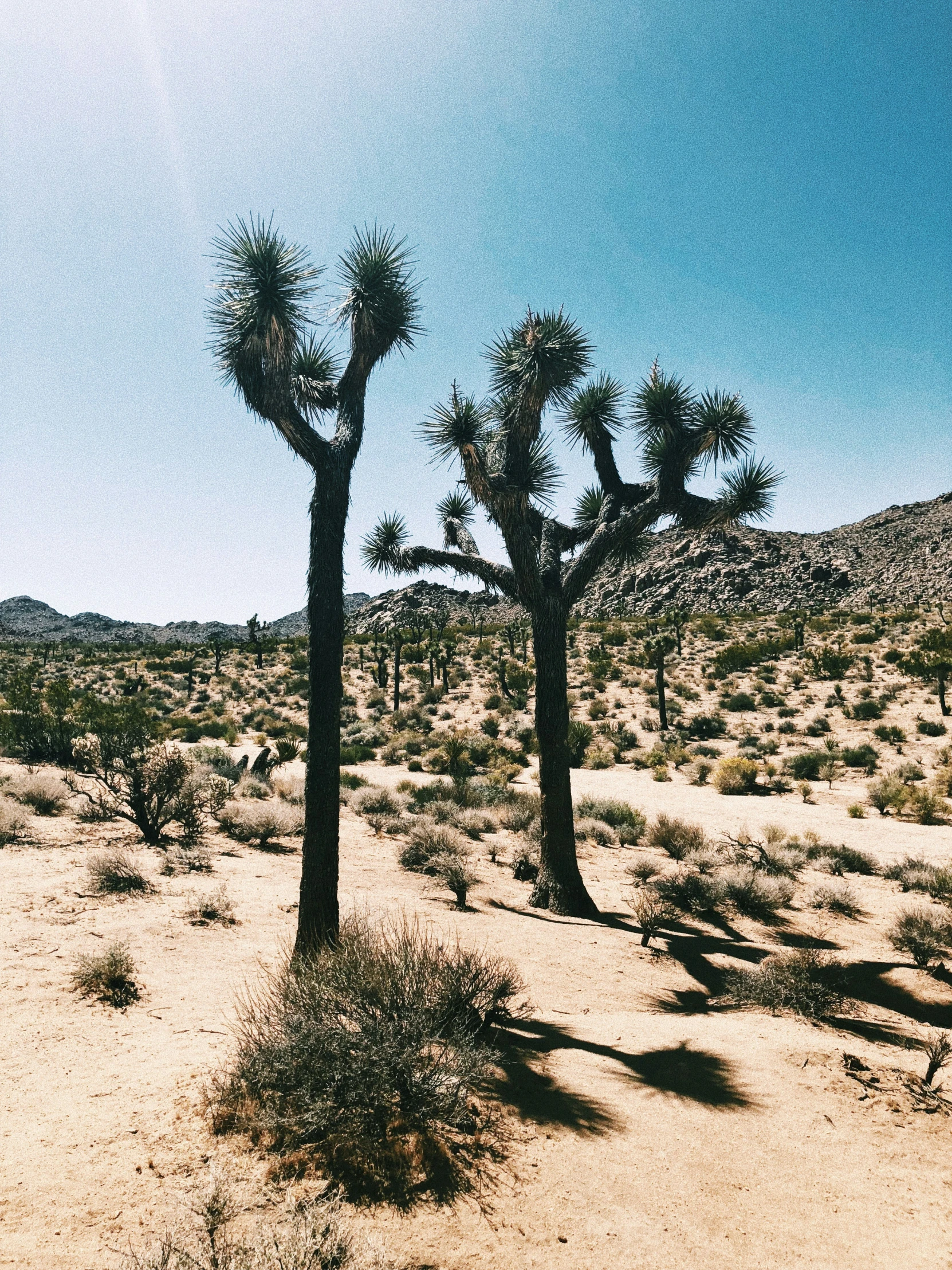 the bare desert is full of tall trees