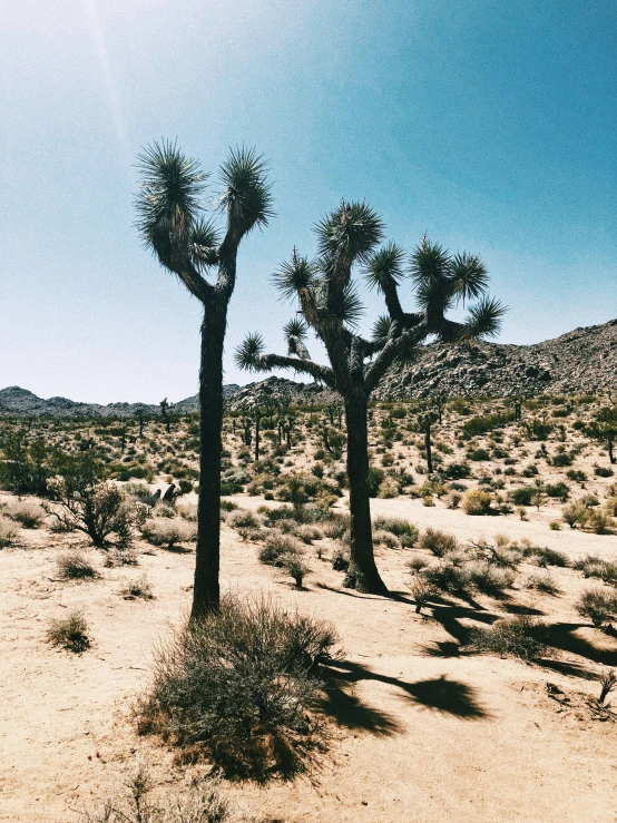 the bare desert is full of tall trees