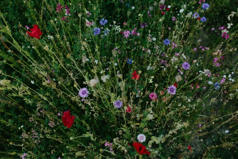 a plant with different colored flowers in a large vase