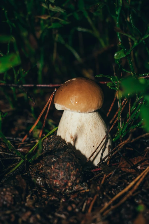 a mushroom growing out of the forest