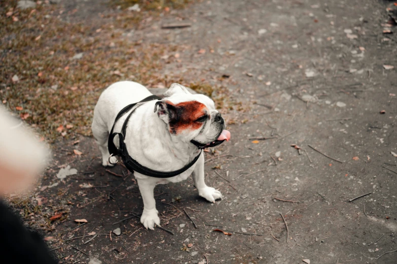 small dog standing in the street with a harness on