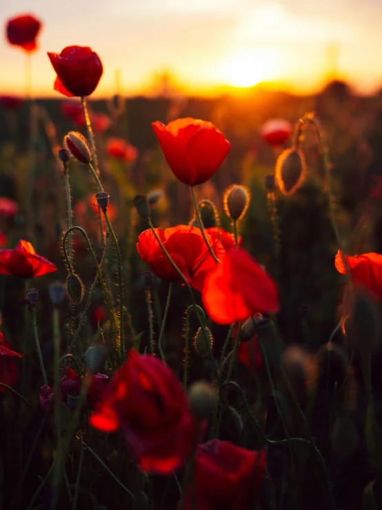 bright red poppys in a field during sunset