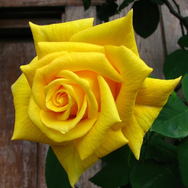 a yellow rose that is on top of a green plant
