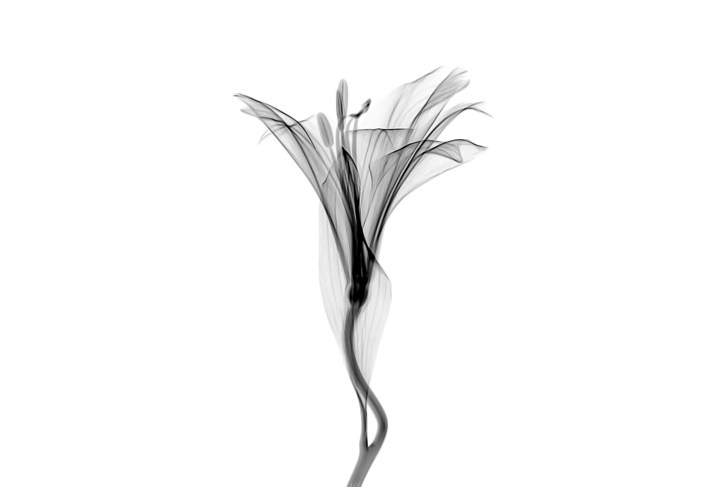 a long stemmed flower stands upright on a white background