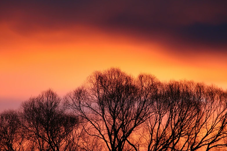 some birds flying in the sunset with trees