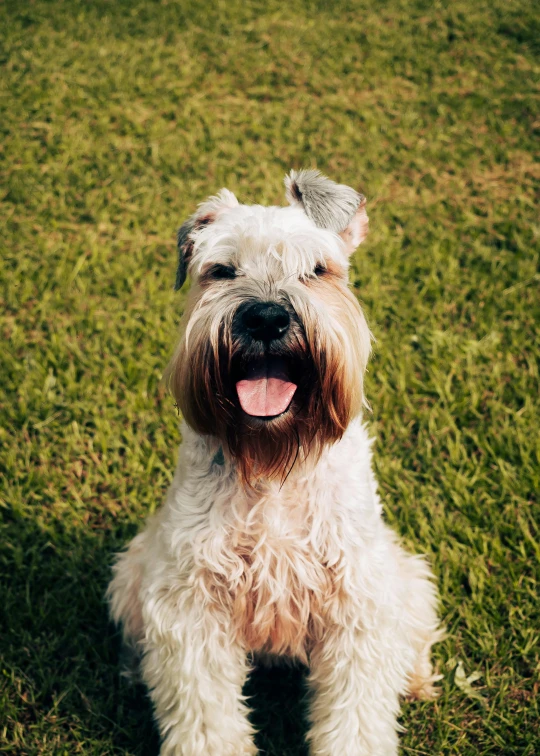 a close up of a dog on a grassy field