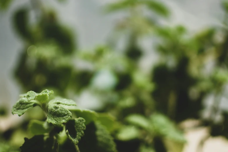 a plant with very green leaves sitting next to a building