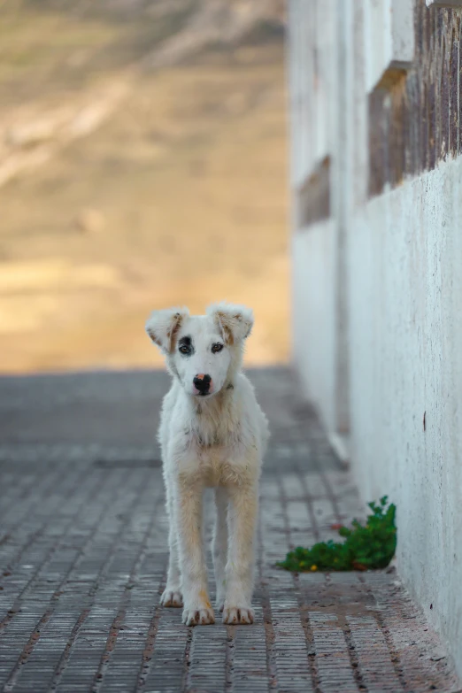 a cute little dog is standing by the building