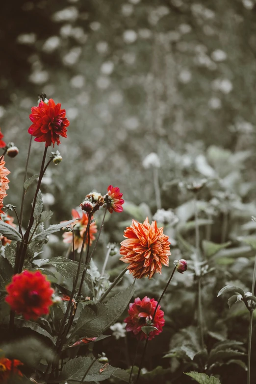 several colorful flowers in a garden next to a hillside