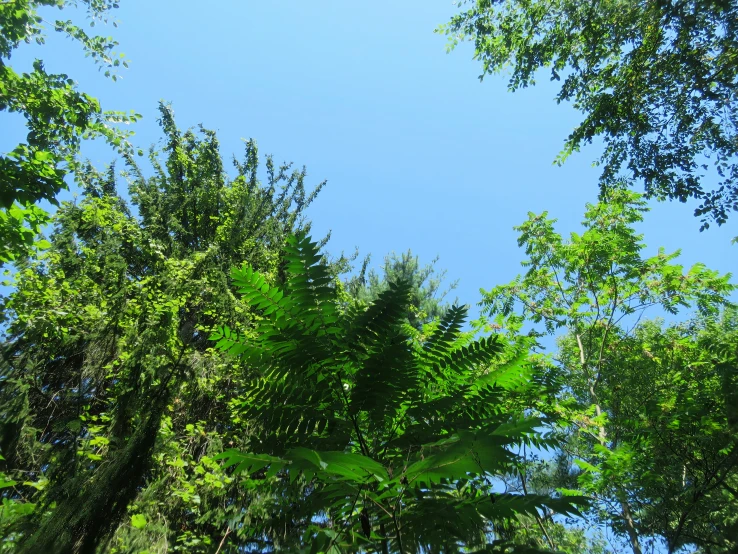 the trees and greenery are all green and blue