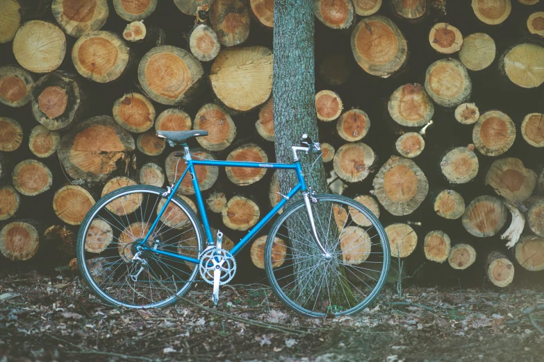 a blue bicycle leaning against the tree trunks