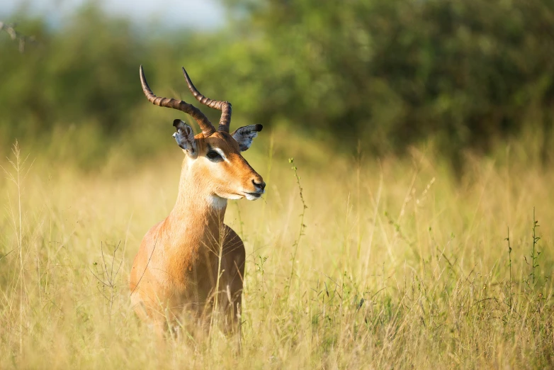 a deer with large horns standing in tall grass