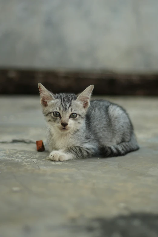 a small grey kitten sitting on the floor