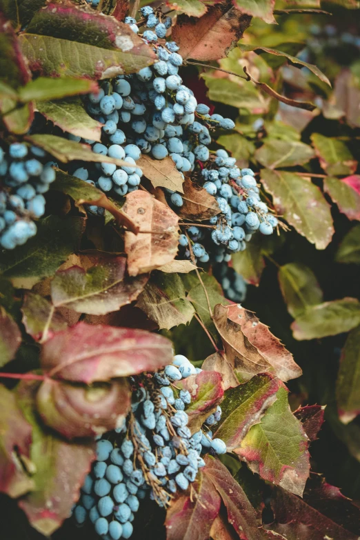 a bunch of blue berries are hanging on the bush