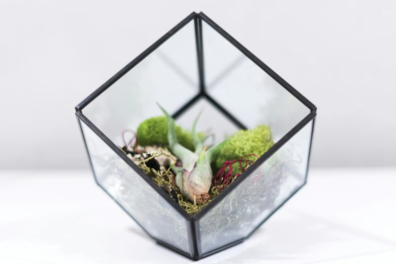 the cube is filled with moss and small plants