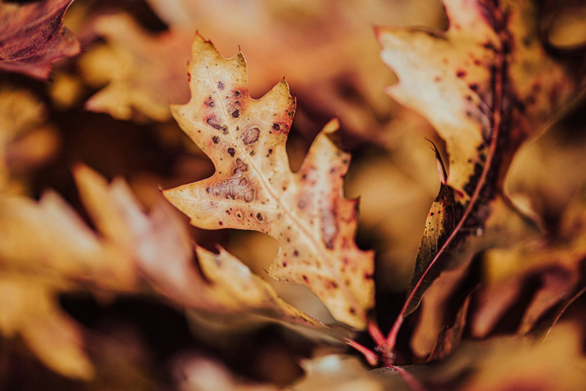 the brown leaves on this tree have yellow spots