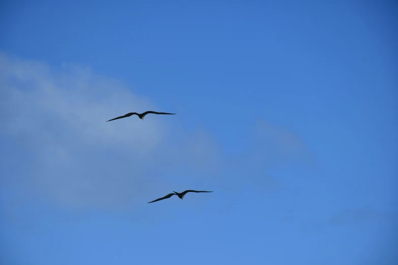 two large birds flying high in the sky