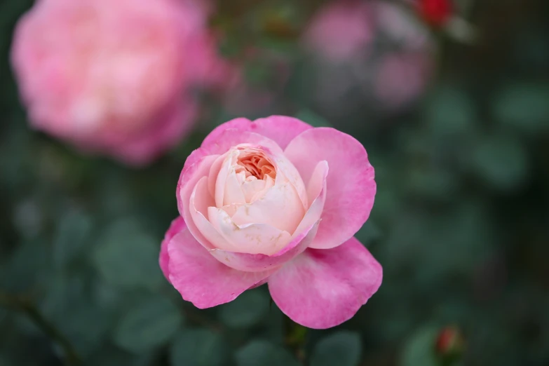 the blossom of a rose is pink and it's blooming