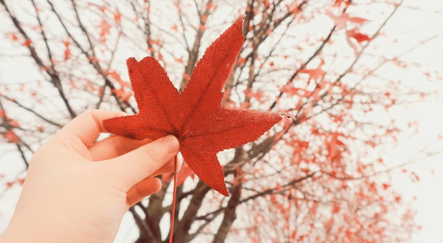someone holding a small red leaf up in the air