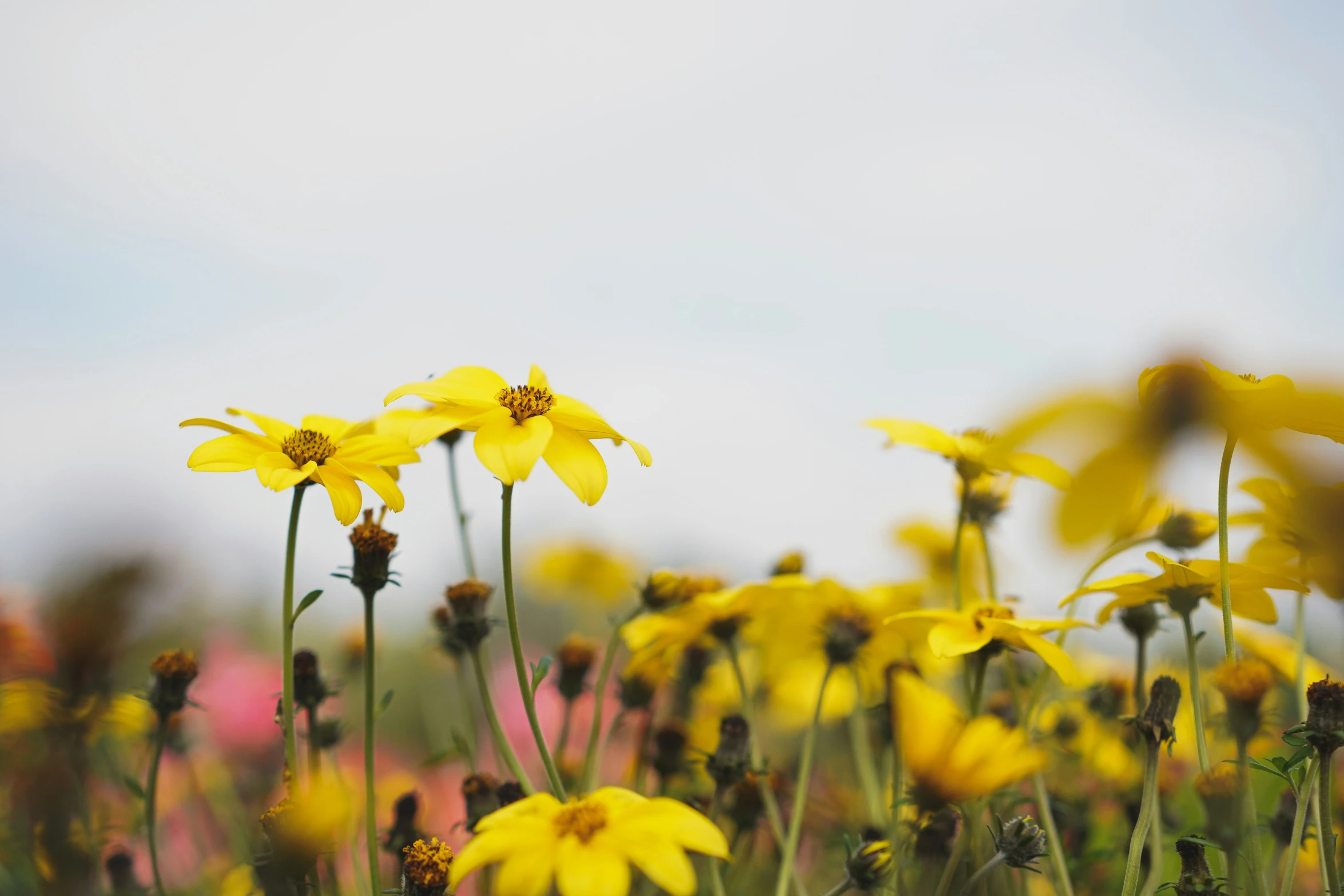 a bunch of yellow flowers sitting next to each other