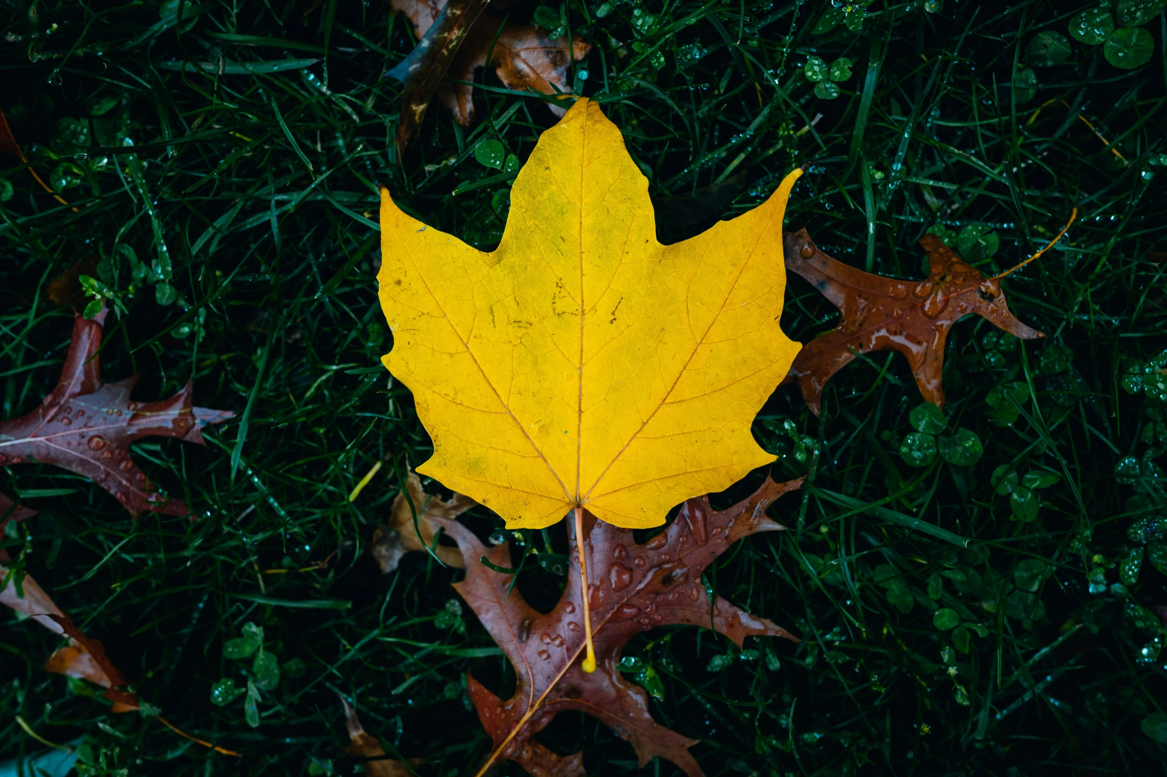 a yellow leaf laying in the middle of a field