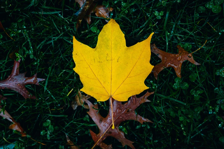 a yellow leaf laying in the middle of a field