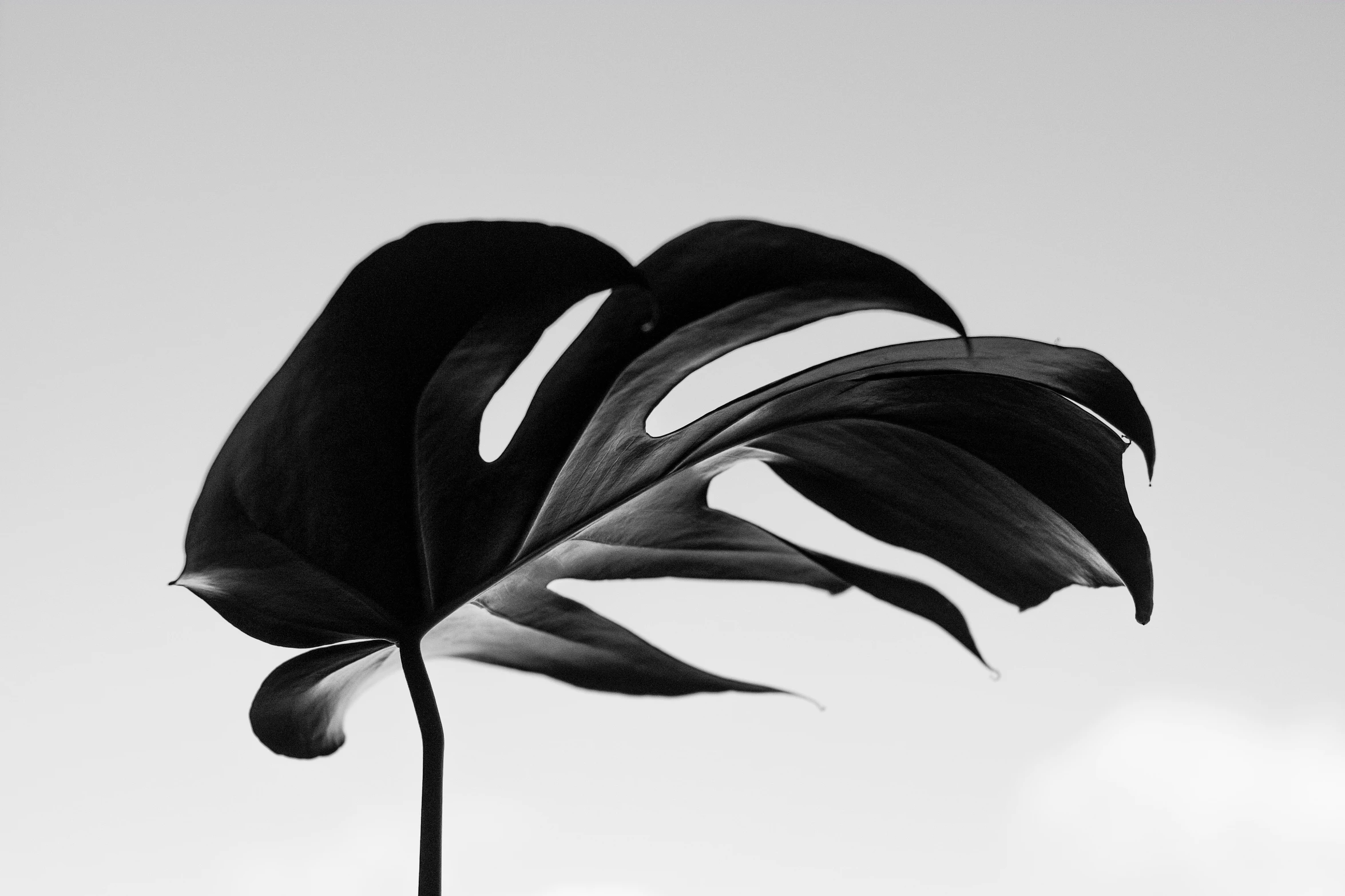 black and white po of the leaves of a plant