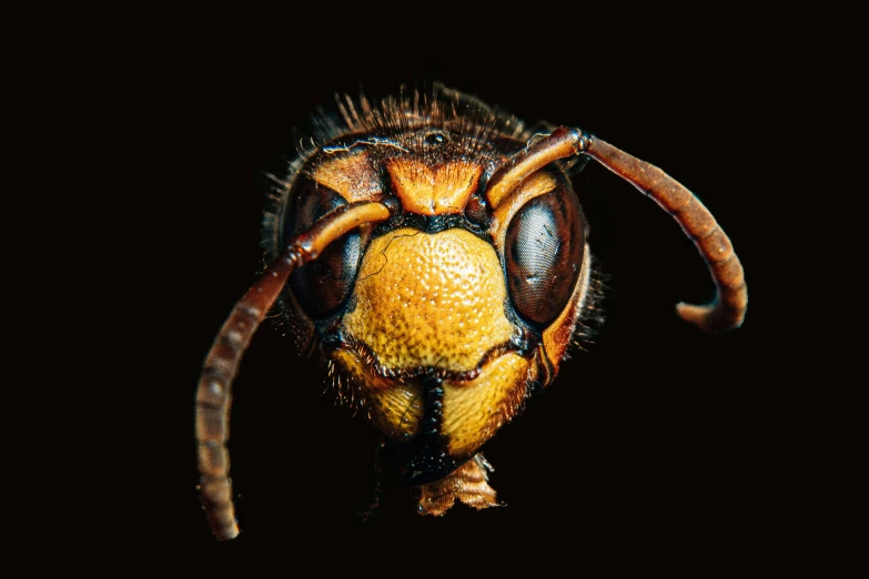 an image of a close up of a bee