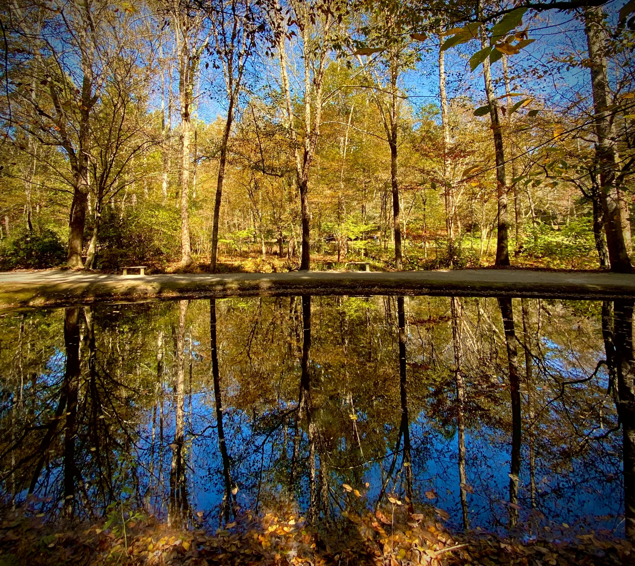 a wooded park with trees reflected in the water