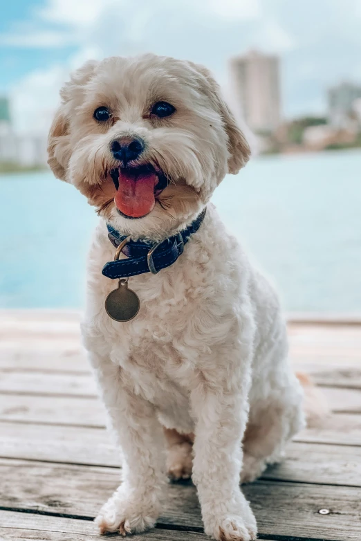 a little white dog with some brown tags on his collar