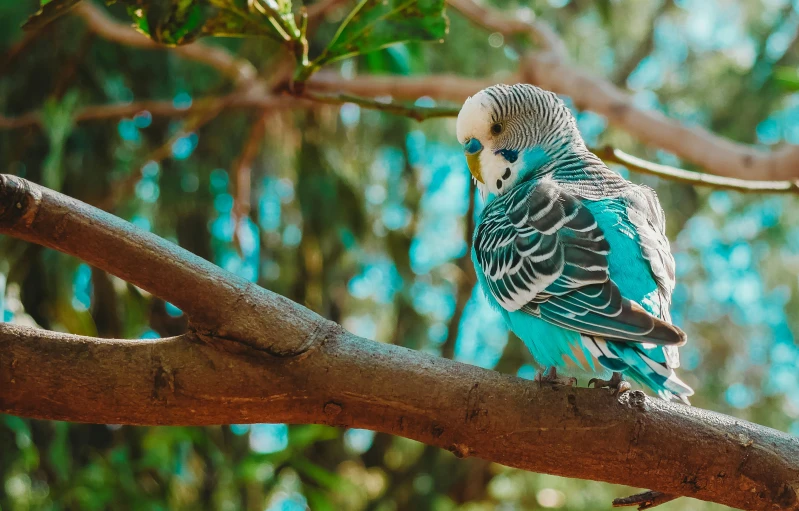 a bird is sitting on a tree limb